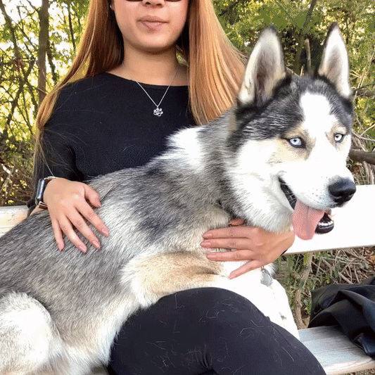 Celebrate Valentine's Day with Your Furry Companion